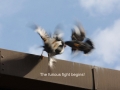 1006