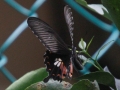 _MG_1617c