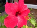 Hibiscus 1