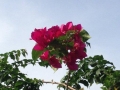 Bougainvilla 3