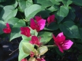 Bougainvilla 4