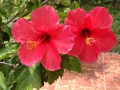 Hibiscus 2