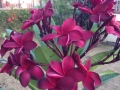 Frangipani (Plumeria rubra)