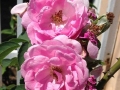 img_6198_640x800