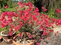 Bougainvilla 1