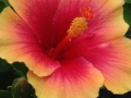 Hibiscus 6